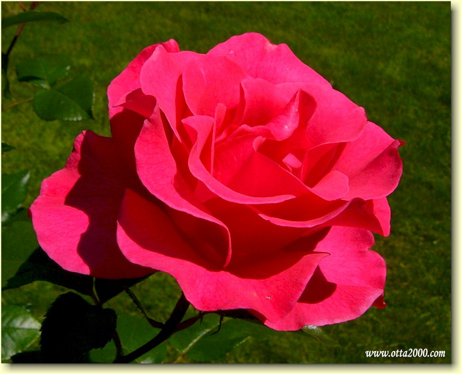 Et bilde som inneholder plante, blomster, blomsterblad, Hageroser
Automatisk generert beskrivelse