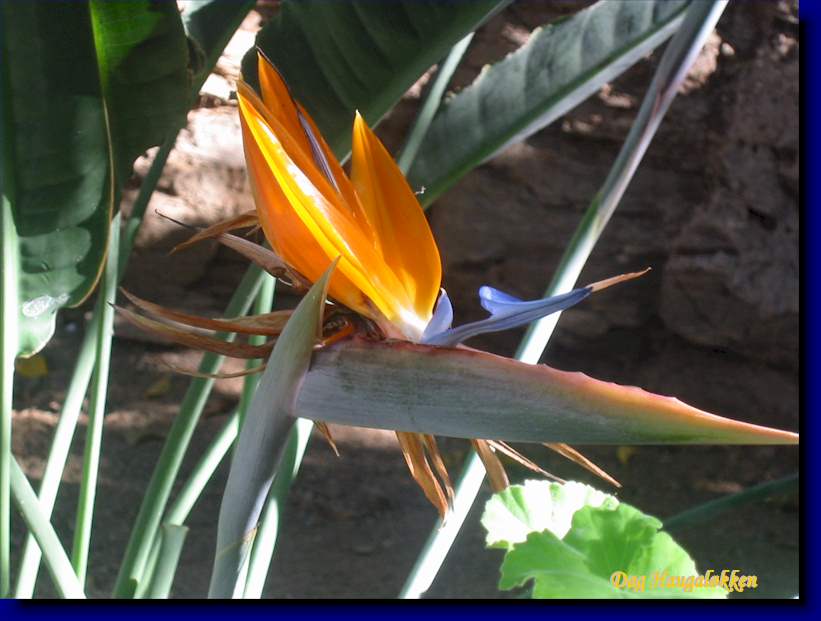 Strelitzia reginae stammer egentlig fra Sr-Afrika og er en av de mer spesielle hagevekstene p Gran Canaria.